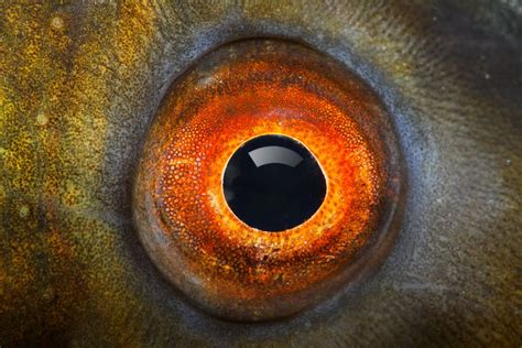 eye fish|Eye.
